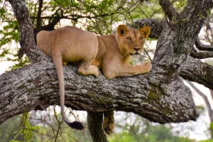 12-Day Uganda & Tanzania Safari with Zanzibar Island Relaxation