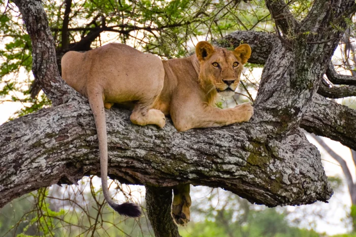 4 Day Tarangire, Serengeti and Ngorongoro Safari Adventure