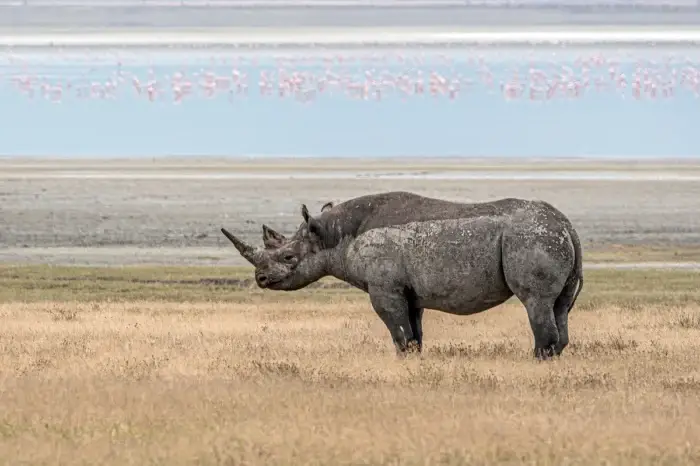 6 Day Tarangire, Serengeti and Ngorongoro  Wildlife Adventure
