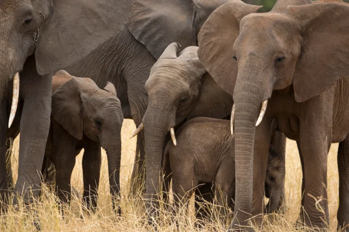 3 Day Serengeti and Ngorongoro Crater Safari