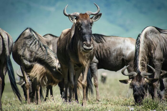7 Day Exclusive Wildebeest Migration Luxury Safari Adventure