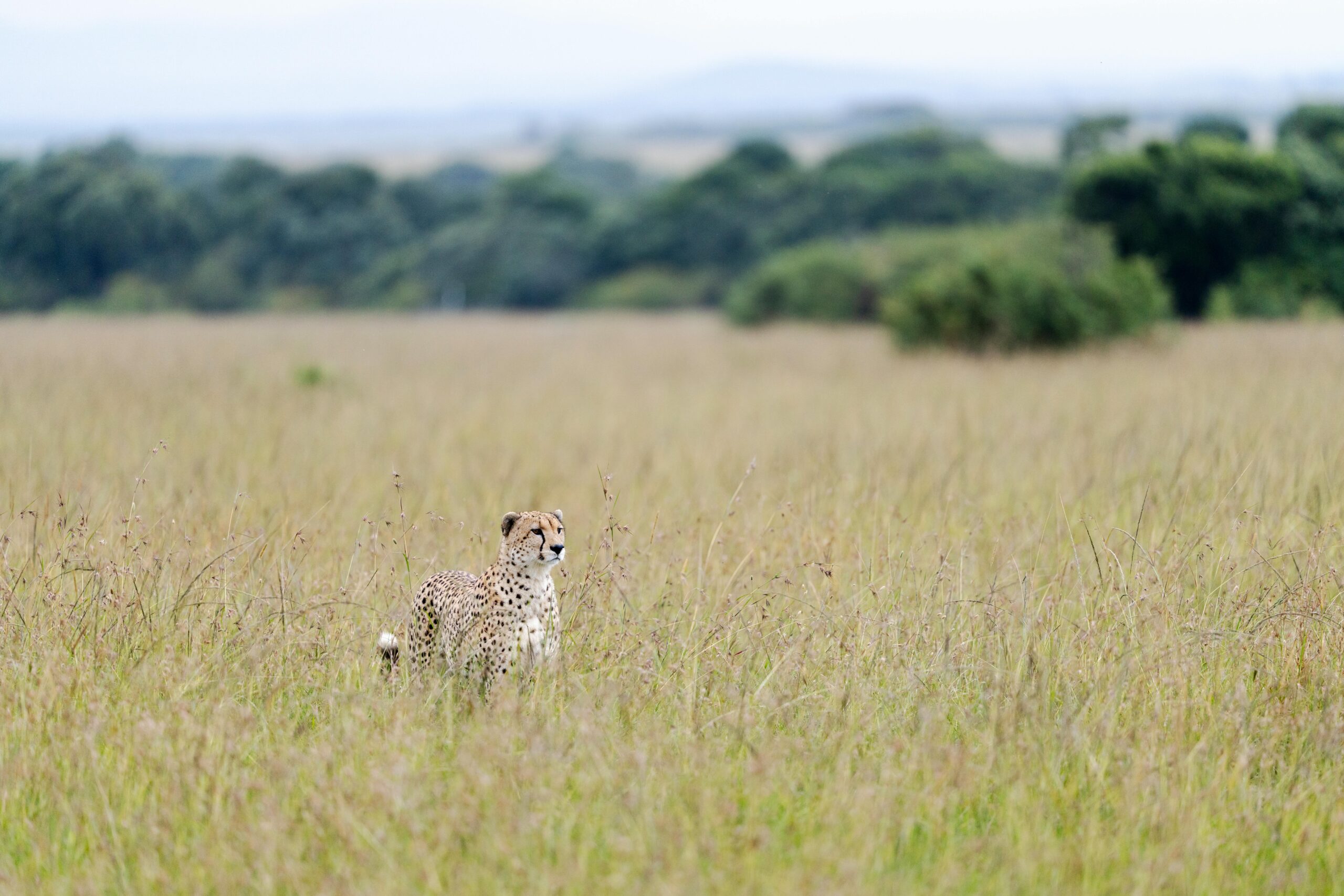 Kenya Safari
