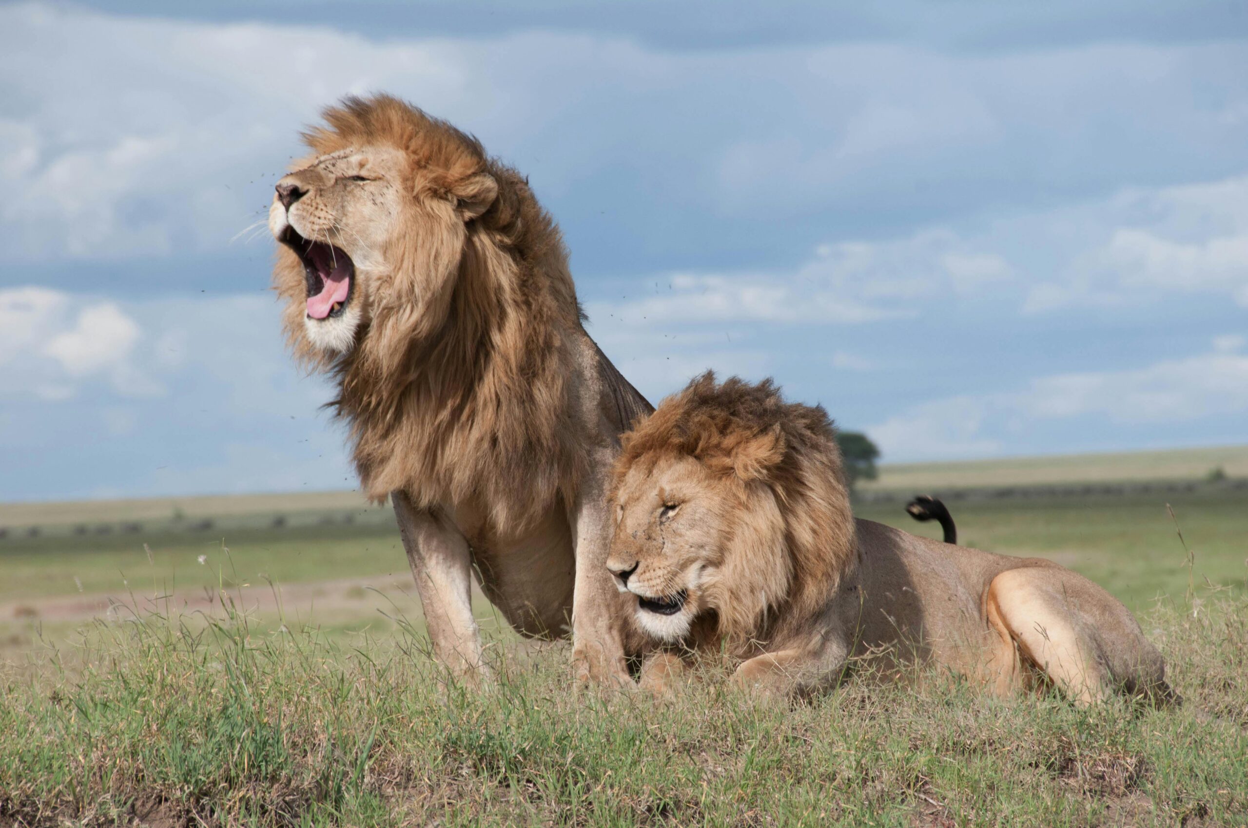 Tanzania Visa