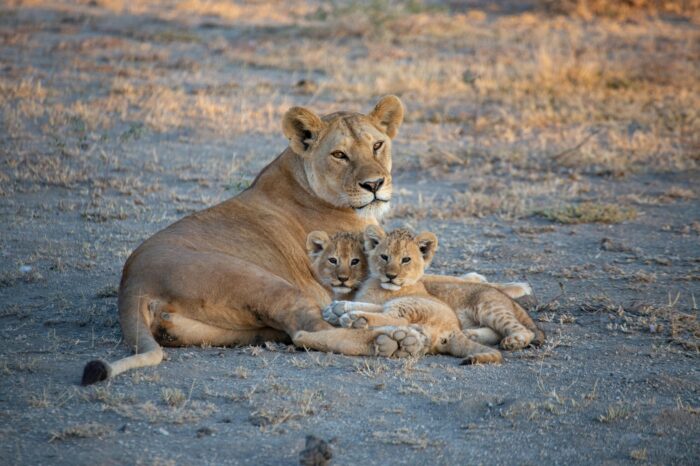 8 Day Iconic Northern Tanzania Luxury Safari Adventure