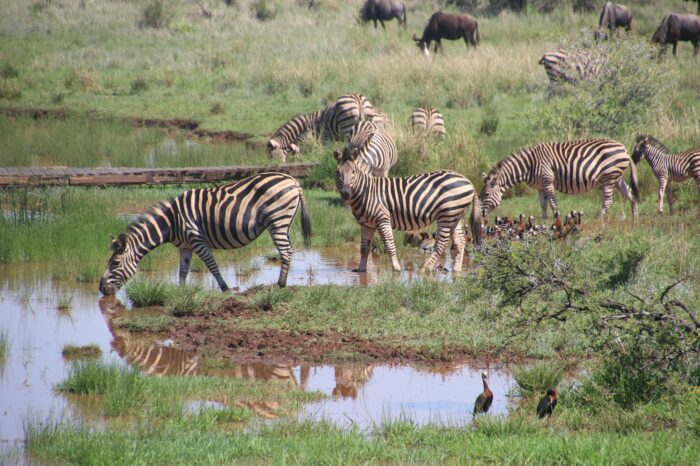 4 Day Luxury Wildlife Safari in the Heart of Serengeti