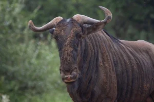 Wildebeest