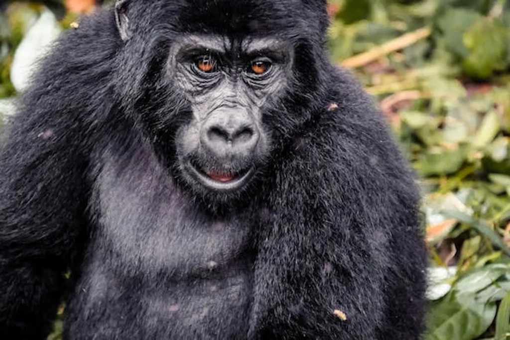 Gorilla Trekking Adventures: An Unforgettable Encounter with the Wild