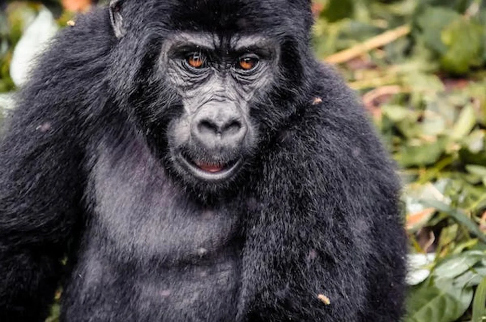 Gorilla Trekking Adventures: An Unforgettable Encounter with the Wild