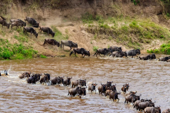 5 Day Serengeti Wildebeest Migration Safari Adventure