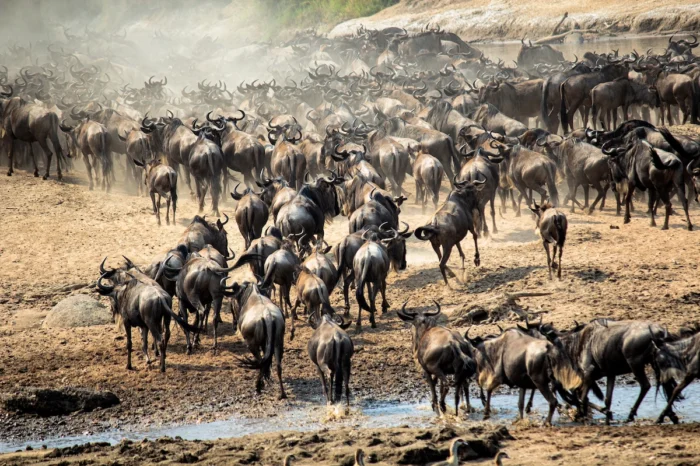 8 Day Great Serengeti Wildebeest Migration Adventure Safari