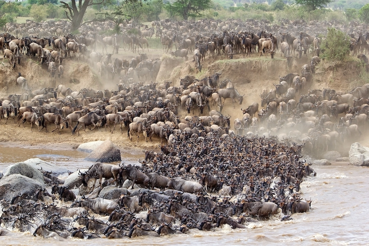 6 Day Serengeti Wildebeest Migration and Ngorongoro Safari