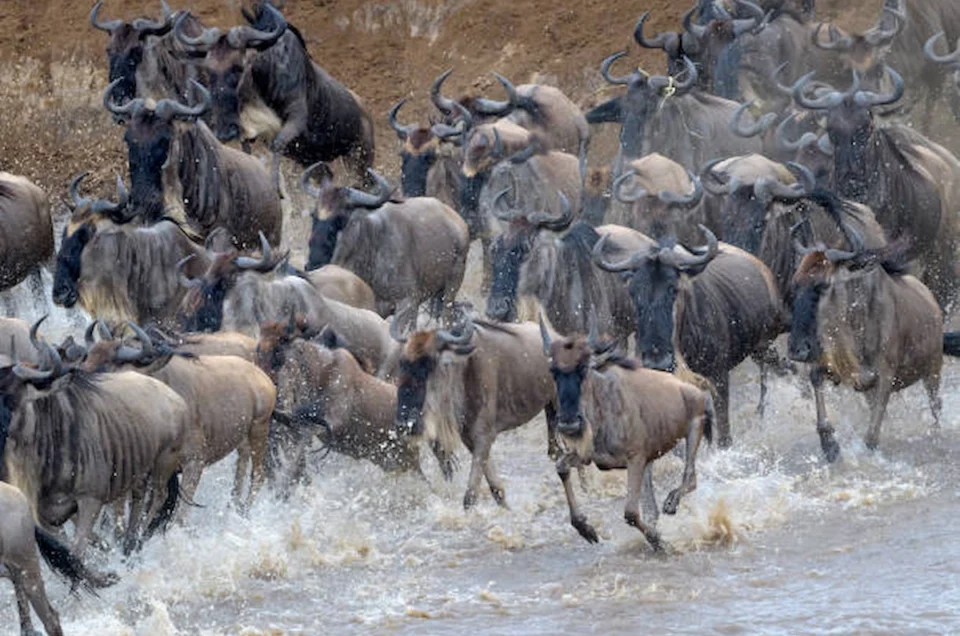 The Great Wildebeest Migration 2025