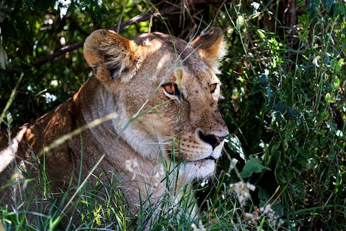 free-photo-of-a-lioness-lying-in-grass