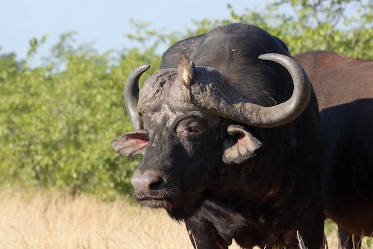 free-photo-of-close-up-of-an-african-buffalo