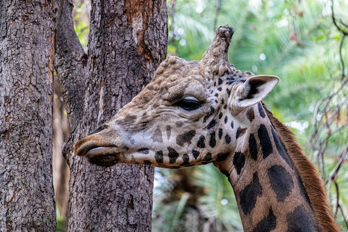 free-photo-of-giraffe-in-natural-habitat-among-trees