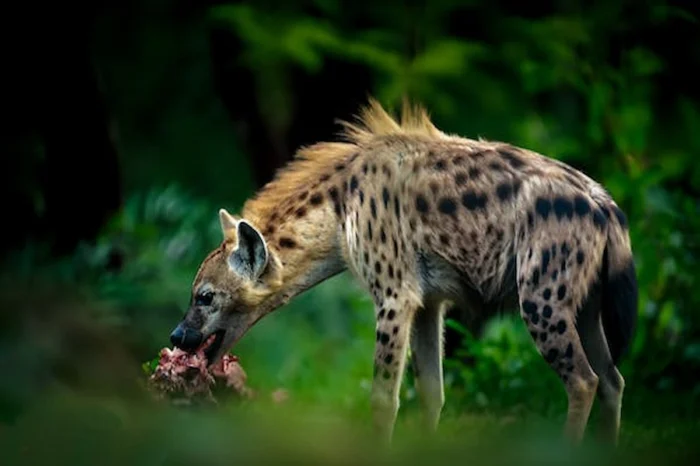 5 Day Wildlife Safari from Lake Nakuru to Maasai Mara