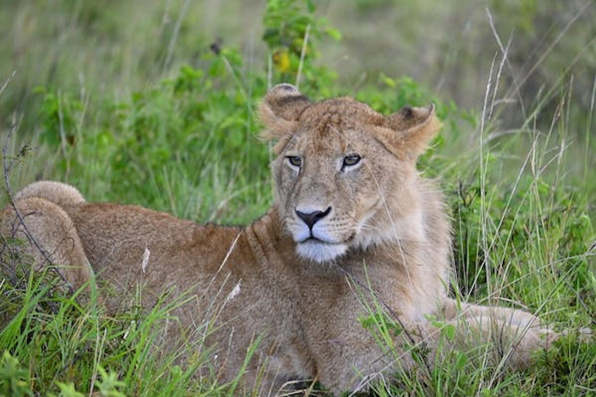 free-photo-of-lioness-laying-on-the-field