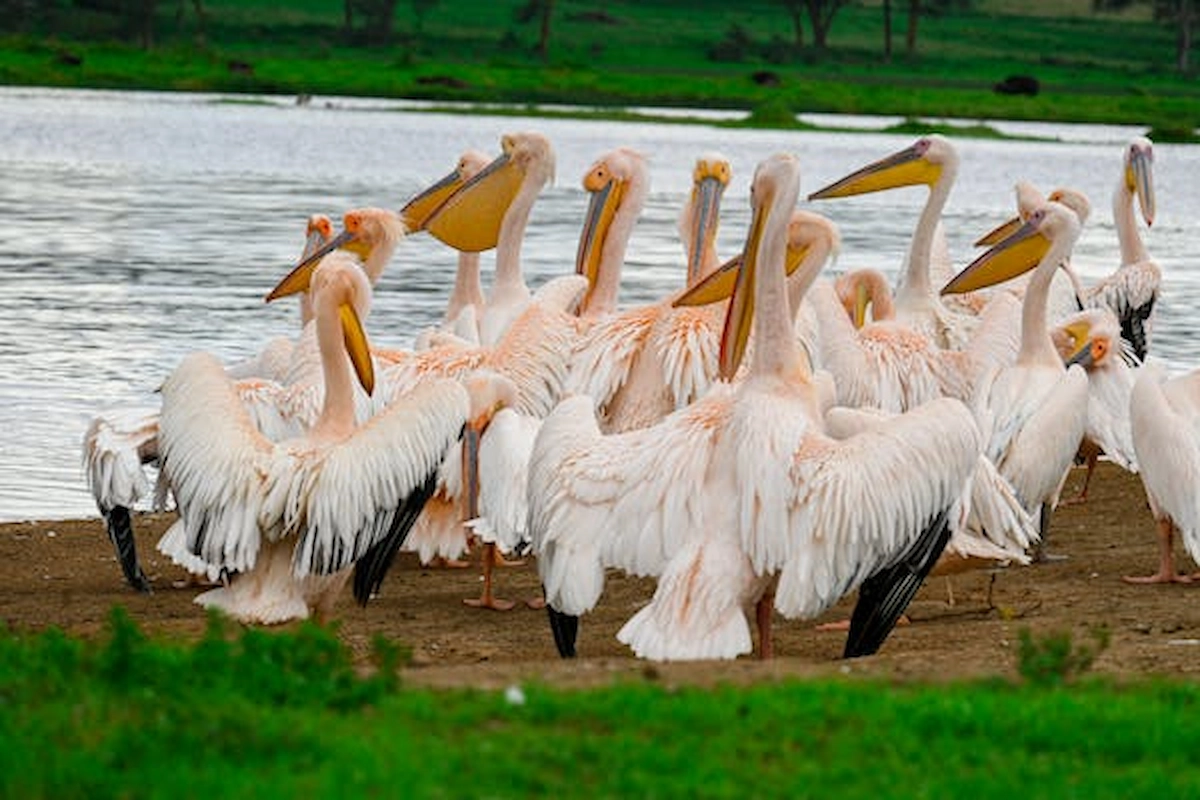 free-photo-of-pelicans-on-beach-in-kenya