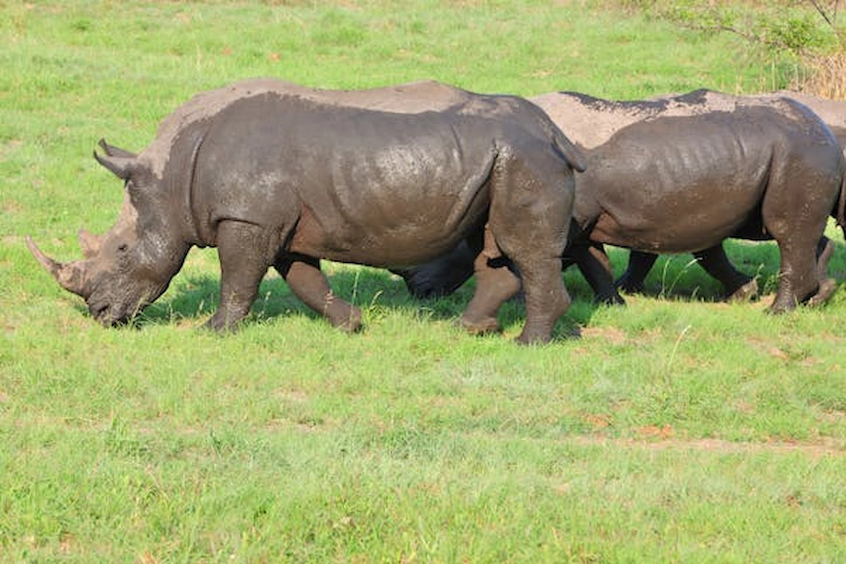 free-photo-of-rhinos-on-a-field