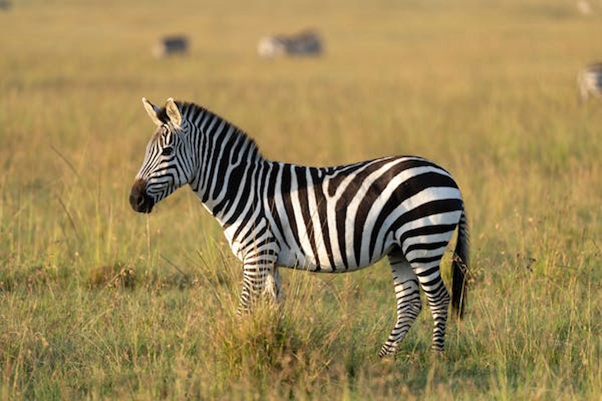 free-photo-of-zebra-grazing-in-maasai-mara-national-reserve