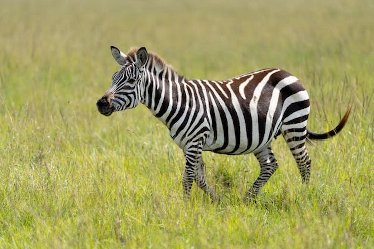 free-photo-of-zebra-in-maasai-mara-national-reserve-kenya