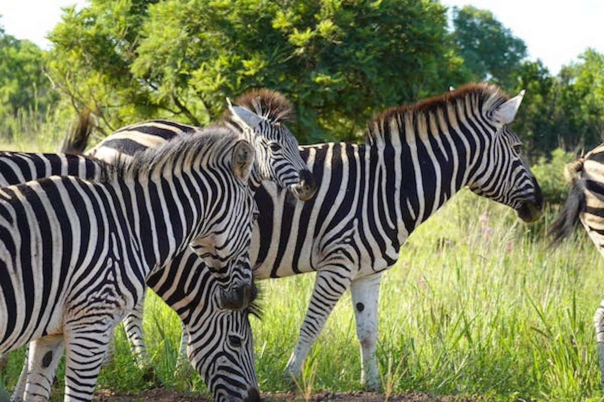 free-photo-of-zebras-grazing-in-african-wildlife-landscape