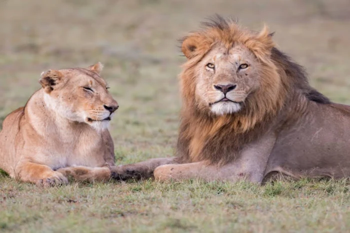 3 Day Maasai Mara and Lake Naivasha Unforgettable Adventure