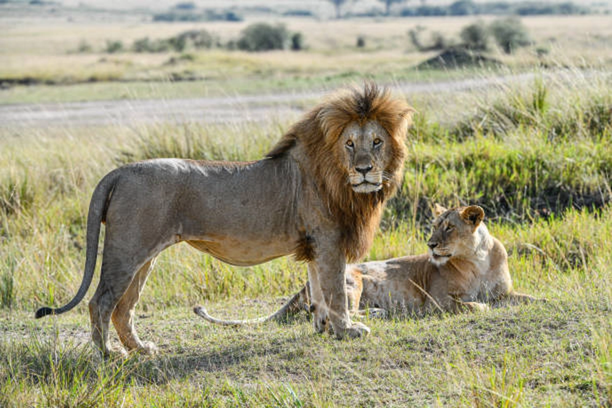 istockphoto-1438160899-612x612