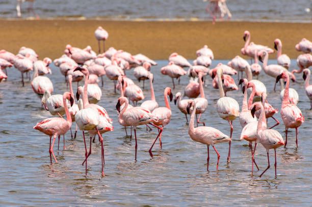Flamingo in the ocean