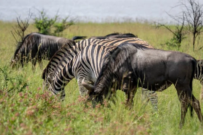 6 Day Maasai Mara and Amboseli Wildlife Safari Adventure