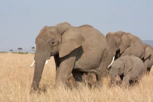 Wildlife Safari