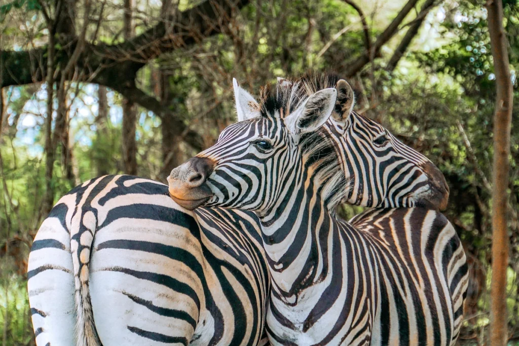 5-Day Tanzania Classic Safari – Midrange Adventure