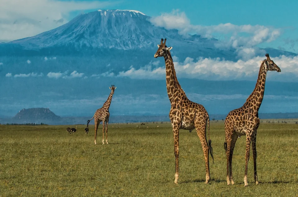 Cross-Border Safaris in East Africa | Tanzania, Kenya & Uganda Adventures