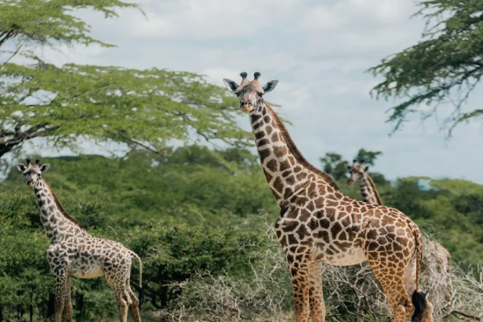 3 Days Memorable Nyerere National Park Safari