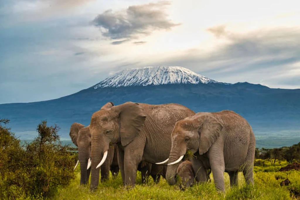 Kenya Safari – Amboseli