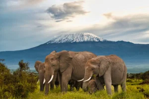 Kenya Safari – Amboseli
