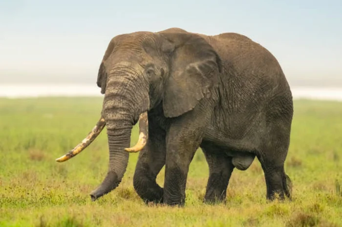 12 Day Ultimate Tanzania Safari and Zanzibar Beach Holiday