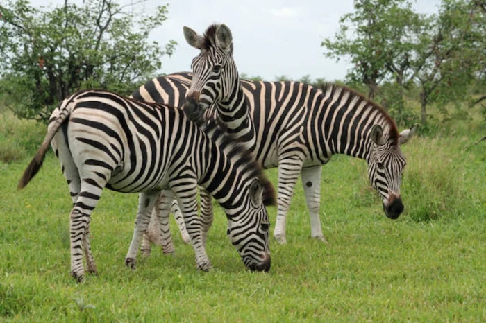 3 Day Perfect Safari Experience in Mikumi National Park