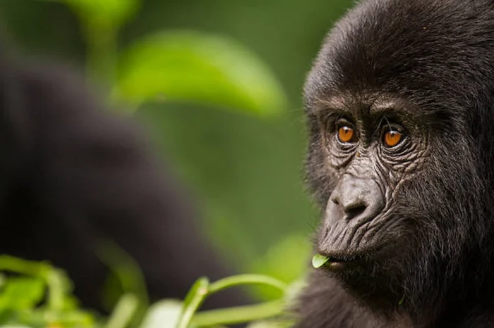 3 Day Uganda Gorilla Trekking Adventure in Bwindi Forest