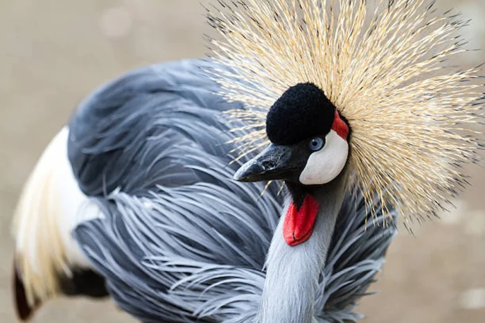 3 Day Tarangire and Ngorongoro Crater Wildlife Safari