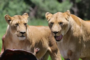 3-Day Mikumi National Park Safari Expedition
