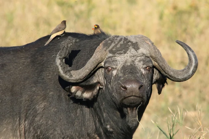 6 Day Tarangire, Serengeti and Ngorongoro Crater Adventure