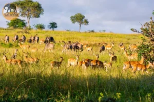 Impalas in Mikumi plains
