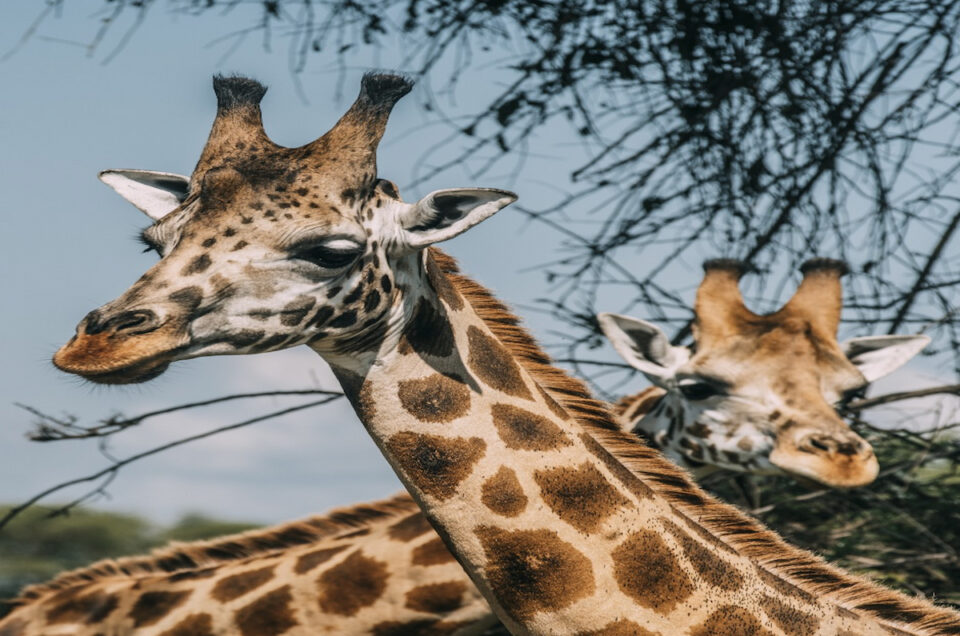 East African Resident Offers – Affordable Safari Packages for Locals