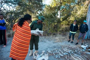 Wildlife Safari Experience