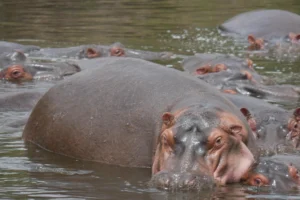 Hippos on African Adventure with safari56