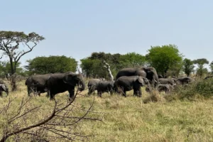 10-Day Serengeti, Ngorongoro & Gorilla Safari