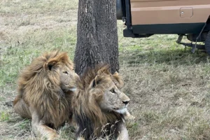 Wildlife Adventure Across Serengeti & Ngorongoro Crater