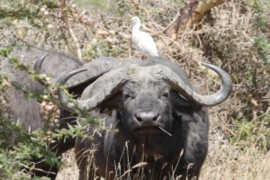 12-Day Tanzania Safari & Uganda Gorilla Trekking