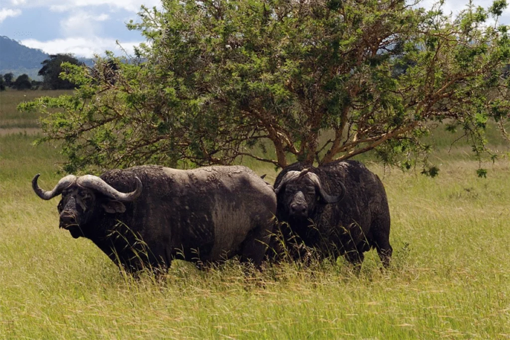 Buffalos in Mikumi